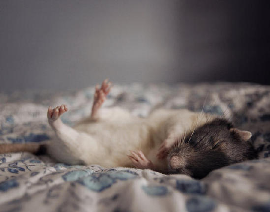 現(xiàn)實(shí)版