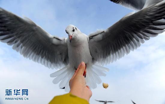 遷徙的鳥(niǎo) 飛行的姿態(tài)