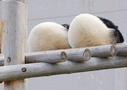 開(kāi)心一笑！各種各樣的熊貓囧照