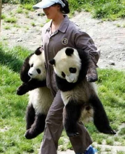 開心一笑！各種各樣的熊貓囧照
