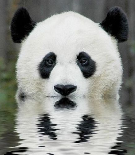 開心一笑！各種各樣的熊貓囧照