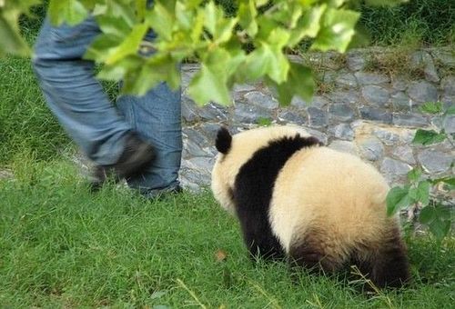 開心一笑！各種各樣的熊貓囧照