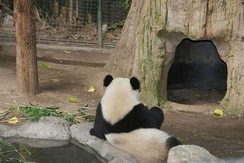 開心一笑！各種各樣的熊貓囧照