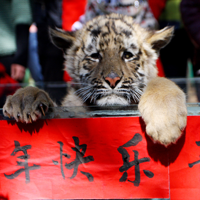 老虎貼春聯(lián) 兔龍辦“交接”云南野生動(dòng)物園動(dòng)物邀您過大年