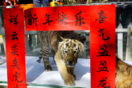 老虎貼春聯(lián) 兔龍辦“交接”云南野生動(dòng)物園動(dòng)物邀您過大年