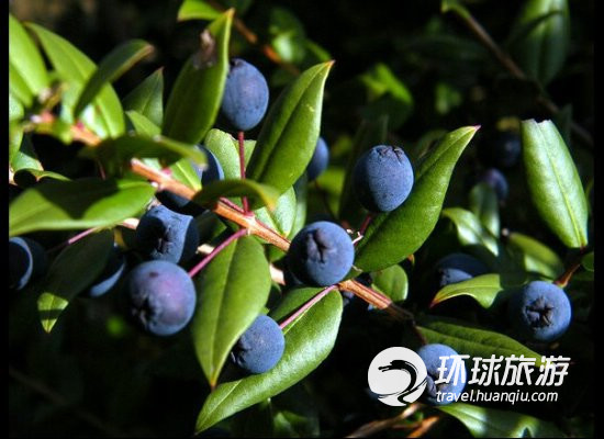 盤點(diǎn)世界各地獨(dú)一無(wú)二的詭異飲料