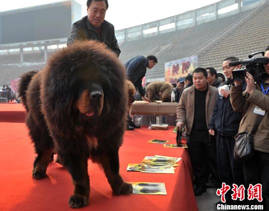 天價藏獒“驚天獸”亮相河北 力大如牛壯如雄獅