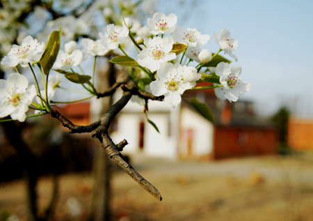 河南商城縣：鄉(xiāng)村美景如畫(huà)來(lái) （組圖）