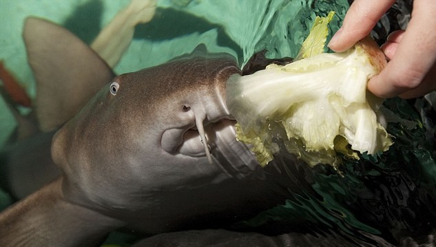 手術(shù)后遺癥？世界上第一條素食鯊魚愛吃芹菜