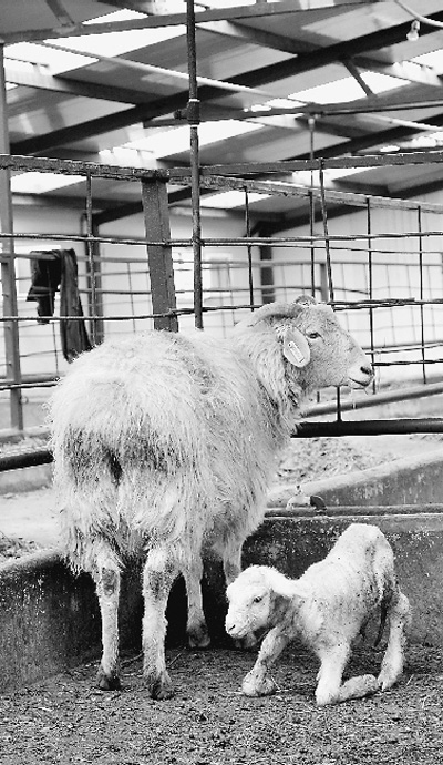 世界首例手工克隆綿羊“鵬鵬”帶來(lái)了什么？(圖)