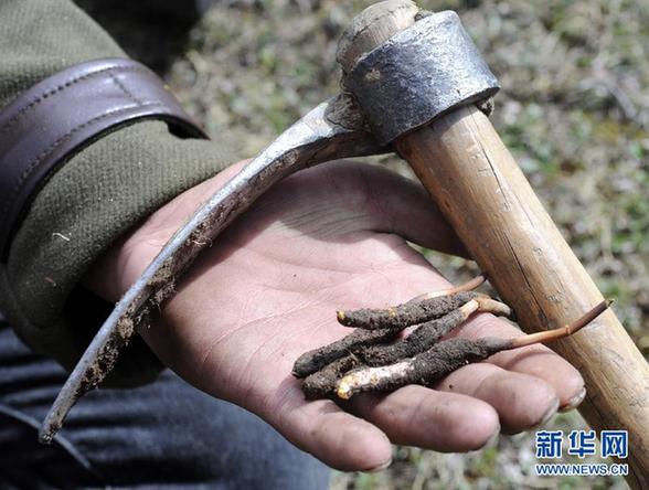實(shí)拍藏民挖掘冬蟲(chóng)夏草過(guò)程