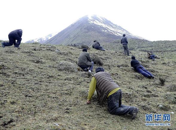 實(shí)拍藏民挖掘冬蟲(chóng)夏草過(guò)程