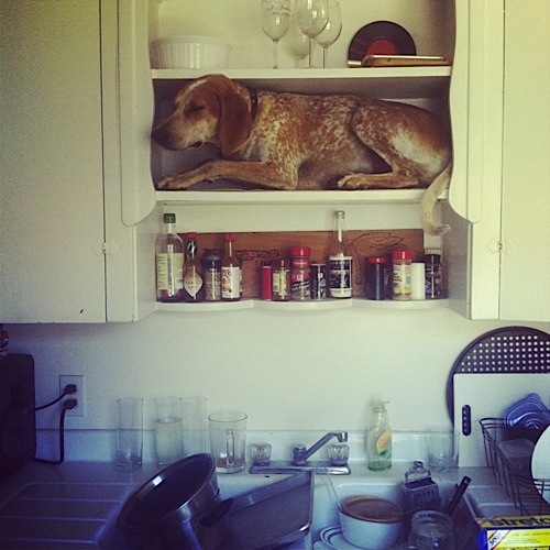 奇趣！動(dòng)物攝影:一只特立獨(dú)行的狗(組圖)