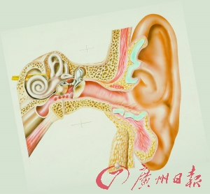 研究顯示：甜言蜜語(yǔ)對(duì)著左耳說(shuō)更有效