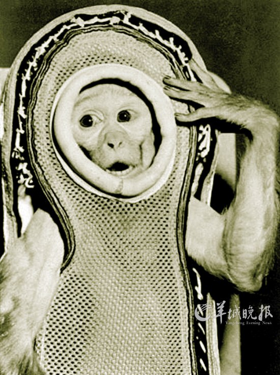 史上進(jìn)入太空的“動物航天員”