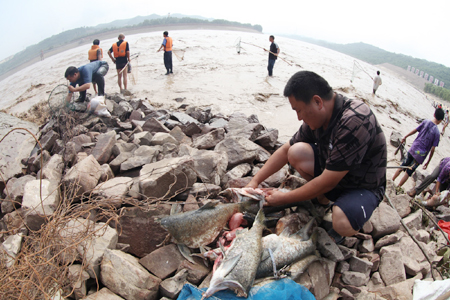 黃河小浪底大浪淘沙形成流魚(yú)奇觀