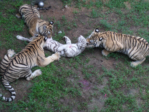 威海動(dòng)物園孟加拉虎咬死稀有白虎