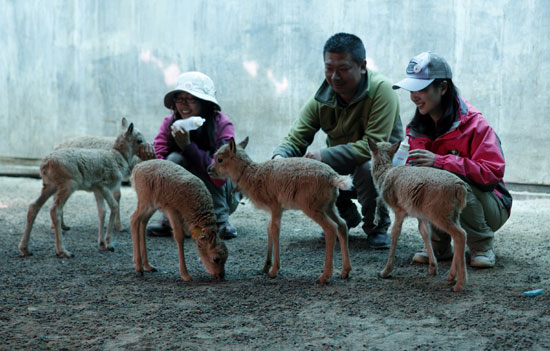 可可西里自然保護(hù)區(qū)加強(qiáng)對(duì)藏羚羊的保護(hù)