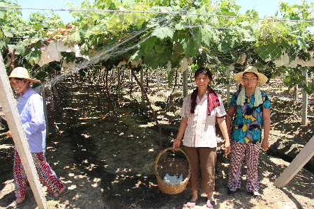 到最美湖區(qū)田園 品最甜大圩葡萄