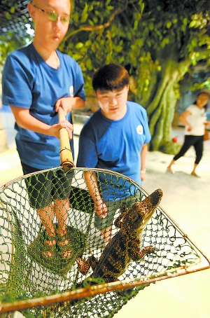 北京一小區(qū)公共水池驚現(xiàn)鱷魚(yú) 具相當(dāng)強(qiáng)攻擊能力