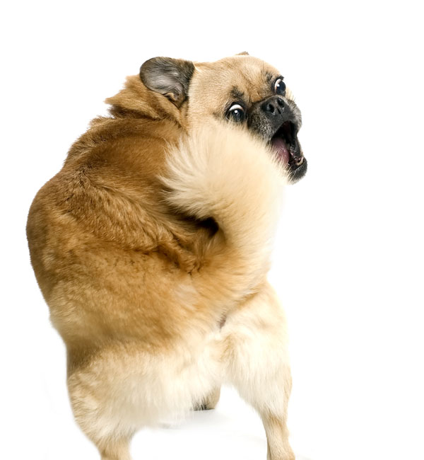 小狗追自己尾巴打轉(zhuǎn)行為也是一種強迫癥(圖)