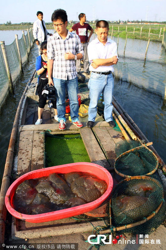 浙江一魚(yú)塘出現(xiàn)不明水生物(高清組圖)