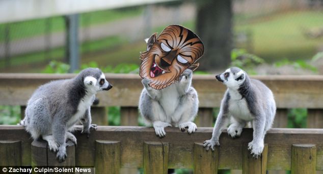 滑稽！英動(dòng)物園猴子戴萬(wàn)圣節(jié)面具嚇同伴(組圖)