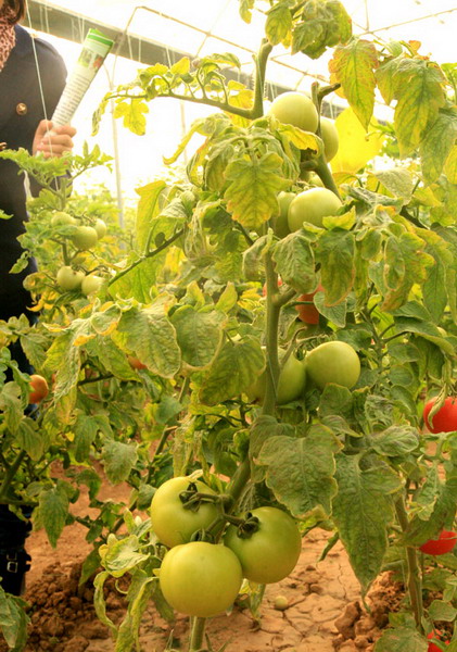 生態(tài)農(nóng)業(yè)，生態(tài)運城