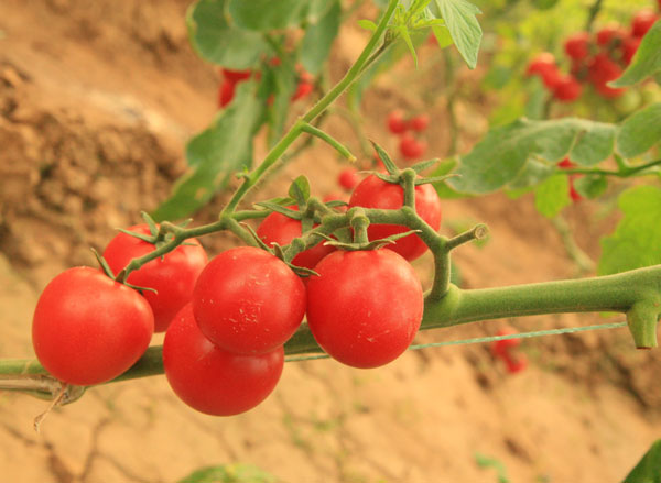 生態(tài)農(nóng)業(yè)，生態(tài)運城