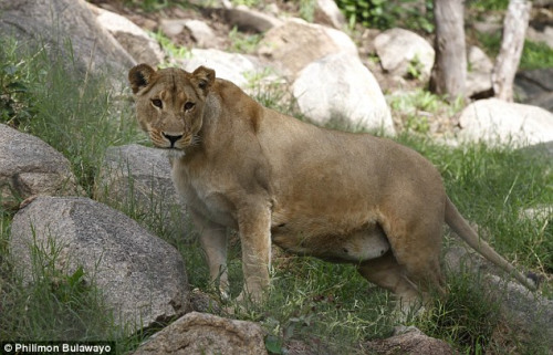 動物園母獅一次產(chǎn)下8只幼崽 刷新世界紀錄