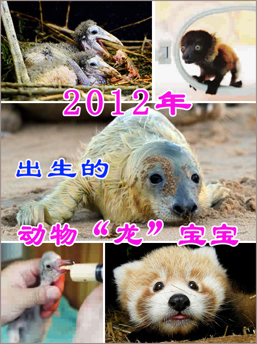 年終盤點(diǎn)：2012年出生的動(dòng)物