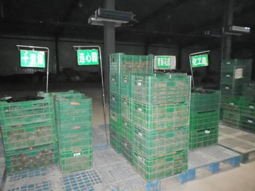 十八大后看河北：廊坊市固安縣蔬菜產(chǎn)業(yè)建設成果點擊