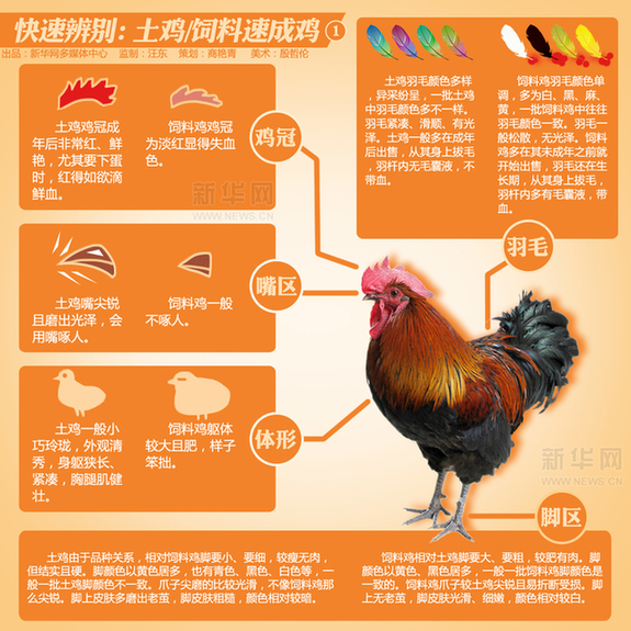 新華漫畫(huà):如何分辨土雞VS速成雞