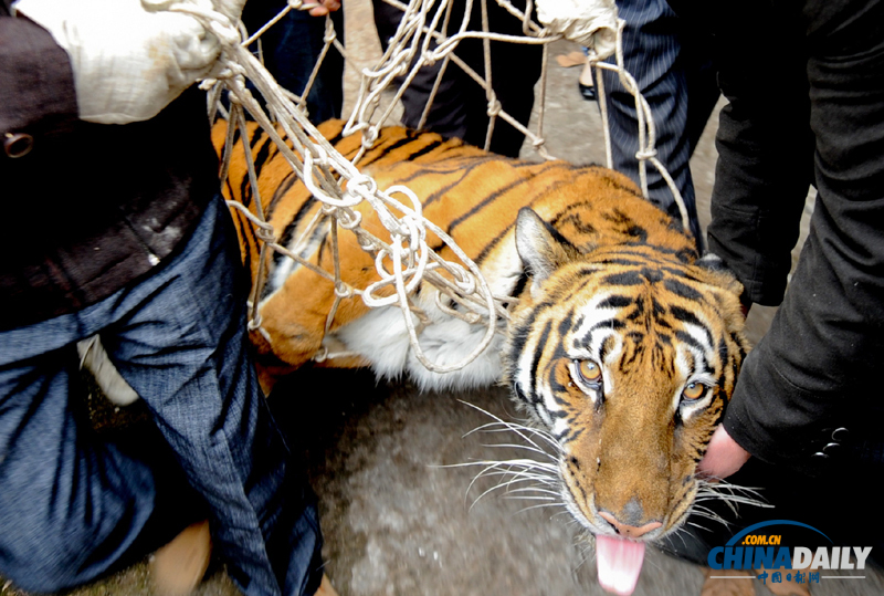 成都動(dòng)物園猛獸搬家 麻醉后吐舌“賣萌”