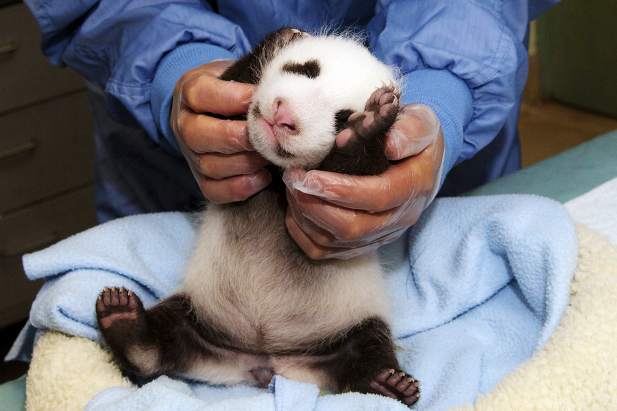 小動物幼稚園也過兒童節(jié) 超級萌物排排坐