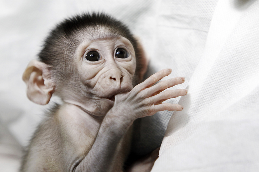 小動物幼稚園也過兒童節(jié) 超級萌物排排坐
