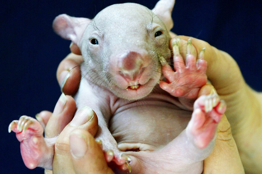 小動物幼稚園也過兒童節(jié) 超級萌物排排坐