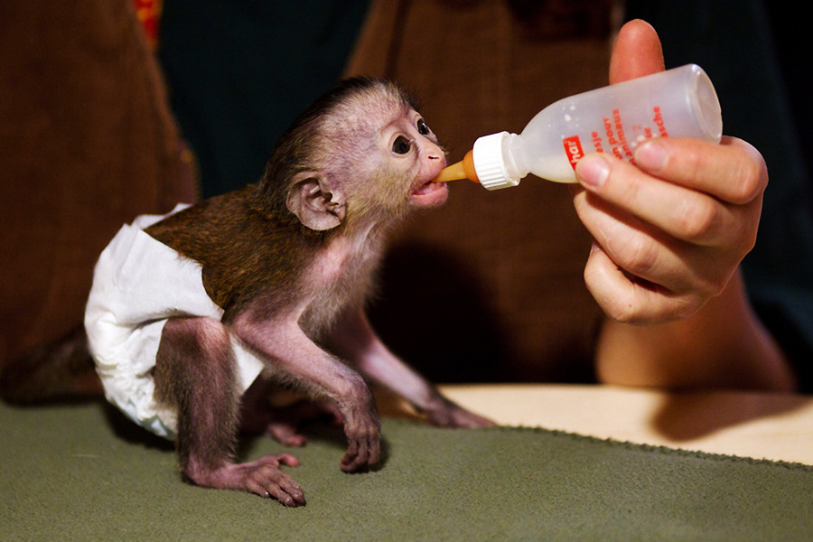 小動物幼稚園也過兒童節(jié) 超級萌物排排坐