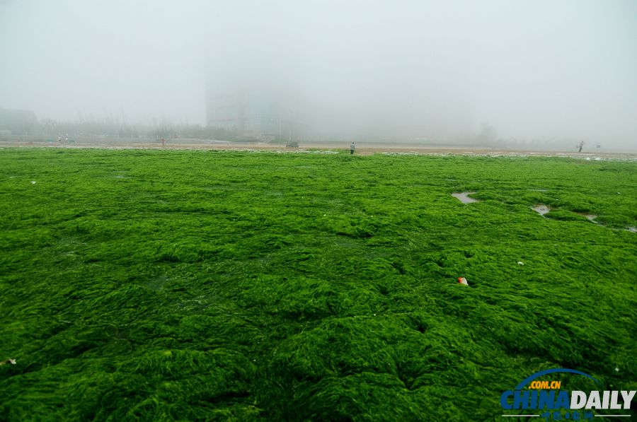 一起去青島看草原！滸苔入侵海水浴場(chǎng)沙灘變草原