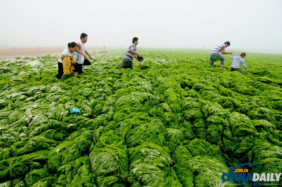 一起去青島看草原！滸苔入侵海水浴場沙灘變草原
