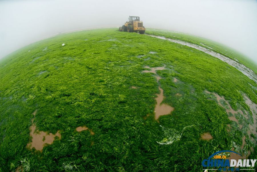 一起去青島看草原！滸苔入侵海水浴場(chǎng)沙灘變草原