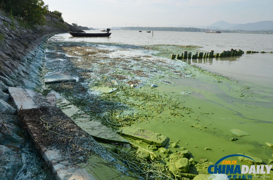 安徽巢湖東半湖藍藻大爆發(fā) 湖水粘稠幾成凍湖