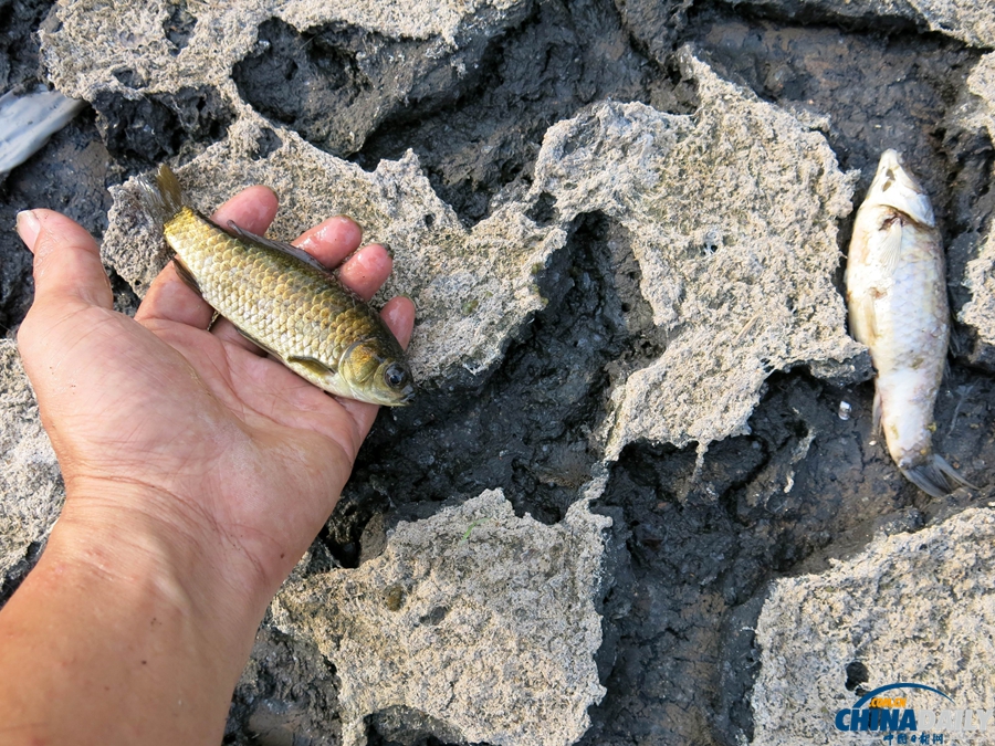 重慶：高溫持續(xù) 水庫干涸死魚被烤熟