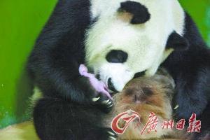 首只“廣東籍”熊貓出生 飼養(yǎng)員24小時全天守護(hù)