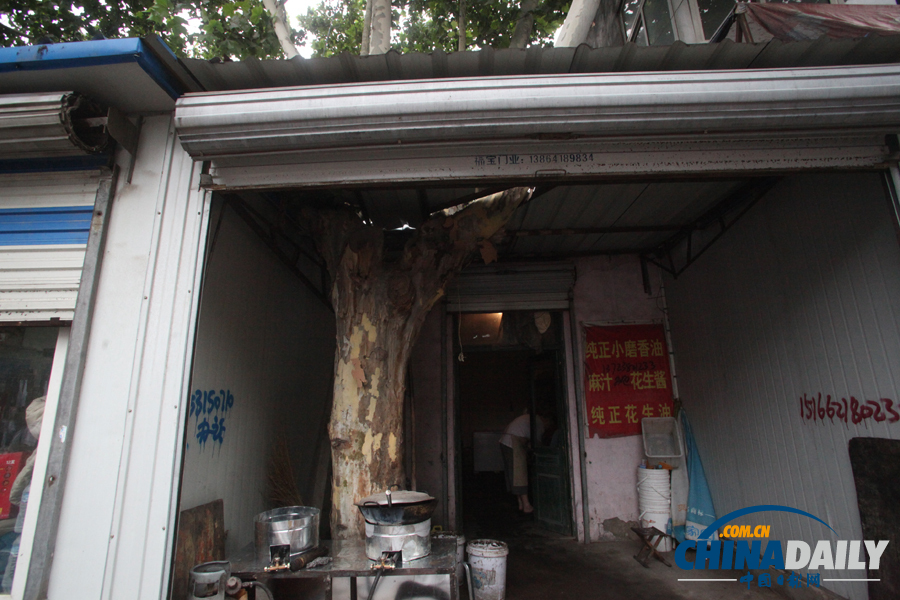 山東濟(jì)南：屋里“長(zhǎng)”棵樹