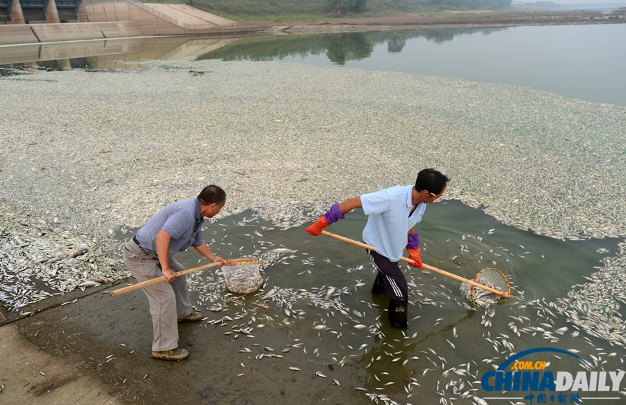 湖北武漢：府河40公里水道泛起成片死魚(yú)