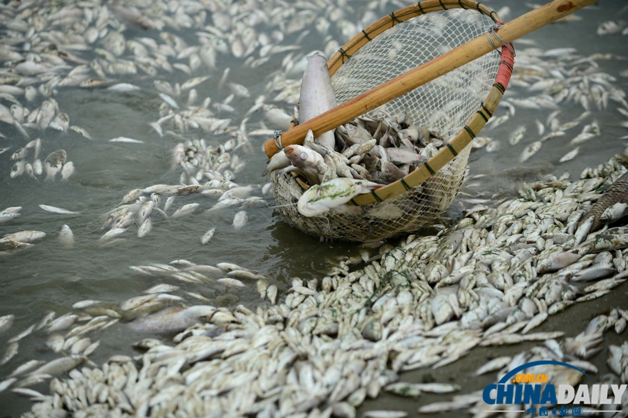 湖北武漢：府河40公里水道泛起成片死魚(yú)