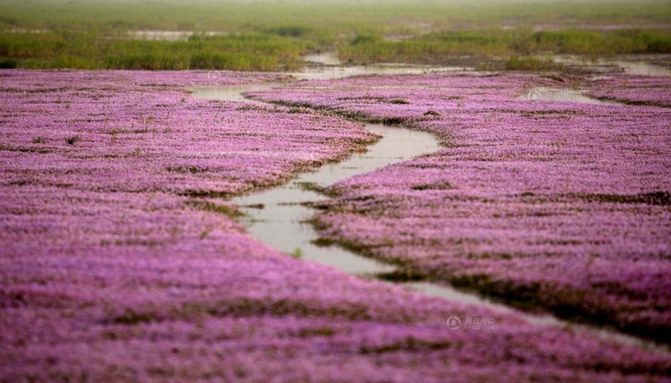 中國(guó)最大淡水湖提前枯水變成花海草原