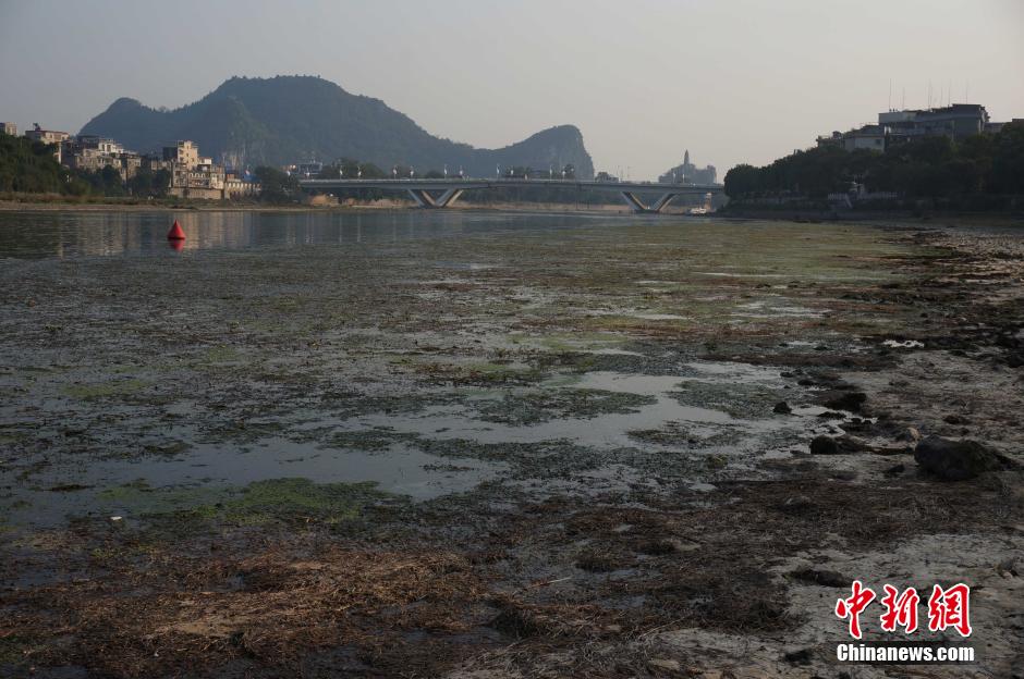 大量水草“入侵” 桂林漓江部分江面變“草坪”
