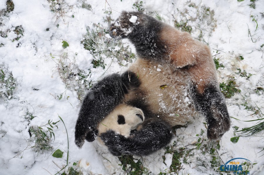 昆明連日降雪 大熊貓雪中撒歡